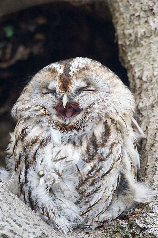 Kattugle - Tawny Owl (Strix aluco).jpg